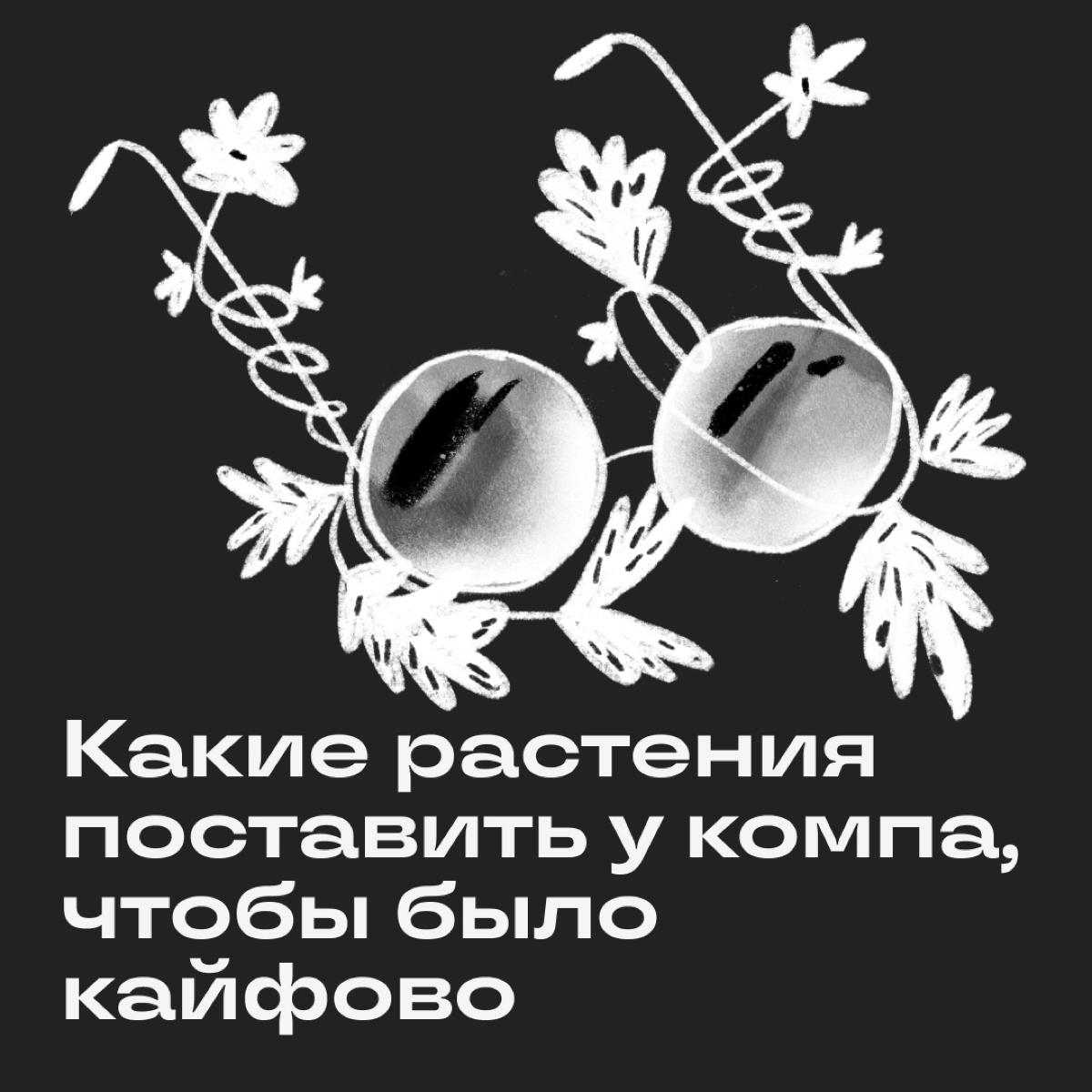 Какие растения посадить у компа, чтобы было кайфово | Сетка — новая социальная сеть от hh.ru