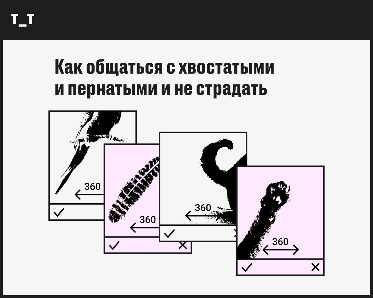 Как и мы, котаны и пёсели никогда не остаются в одиночестве — с ними постоянно тусит компания вирусов и бактерий | Сетка — новая социальная сеть от hh.ru