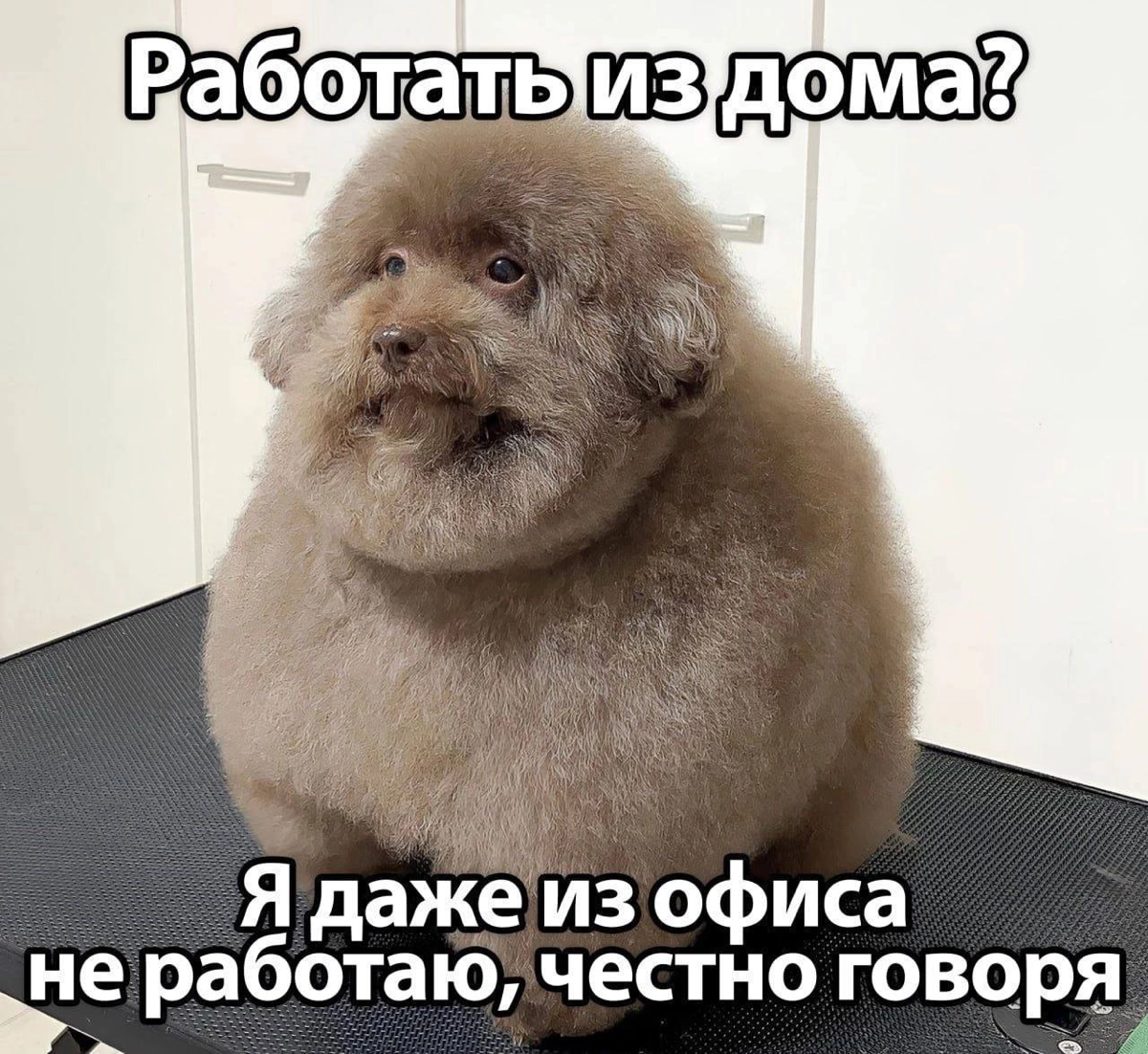 Мемы только рабочие выкладываем или любые? | Сетка — новая социальная сеть от hh.ru