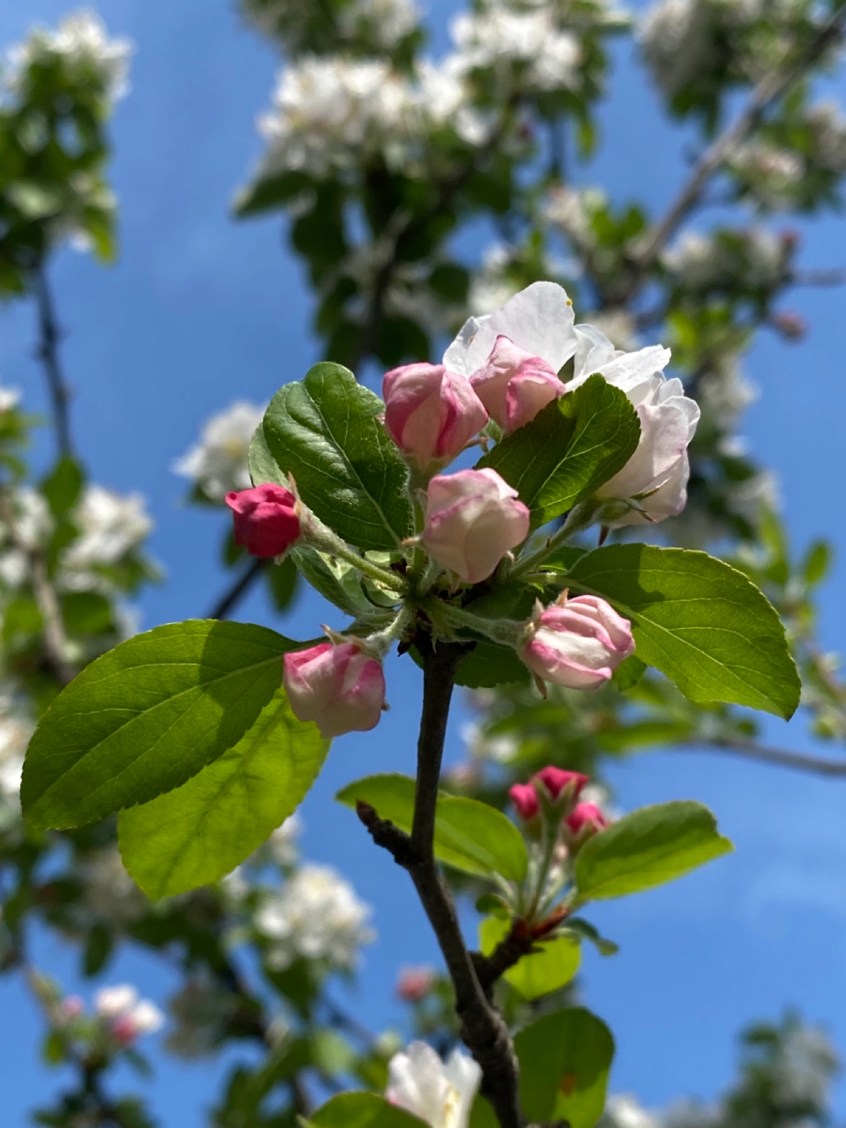 В Сочи уже цветет яблоня 🌸🍏 | Сетка — новая социальная сеть от hh.ru