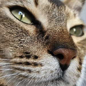 channel avatar