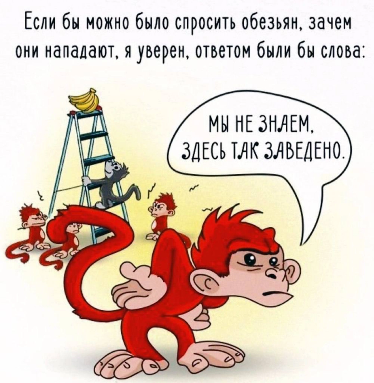 🦧Выученная беспомощность или «проблема обезьян с бананами»🍌
Все сталкивались на работе со следующим эффектом: 
вы видите некую нелогичность поведения/кривые процессы, ставите задачу своему подчиненном... | Сетка — новая социальная сеть от hh.ru