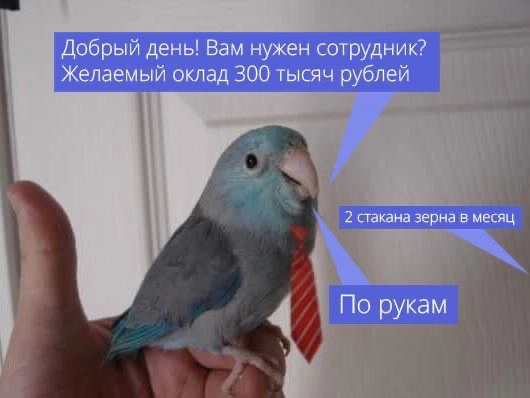 Ну такой птичке как я в самый раз, ну😌😂 | Сетка — новая социальная сеть от hh.ru