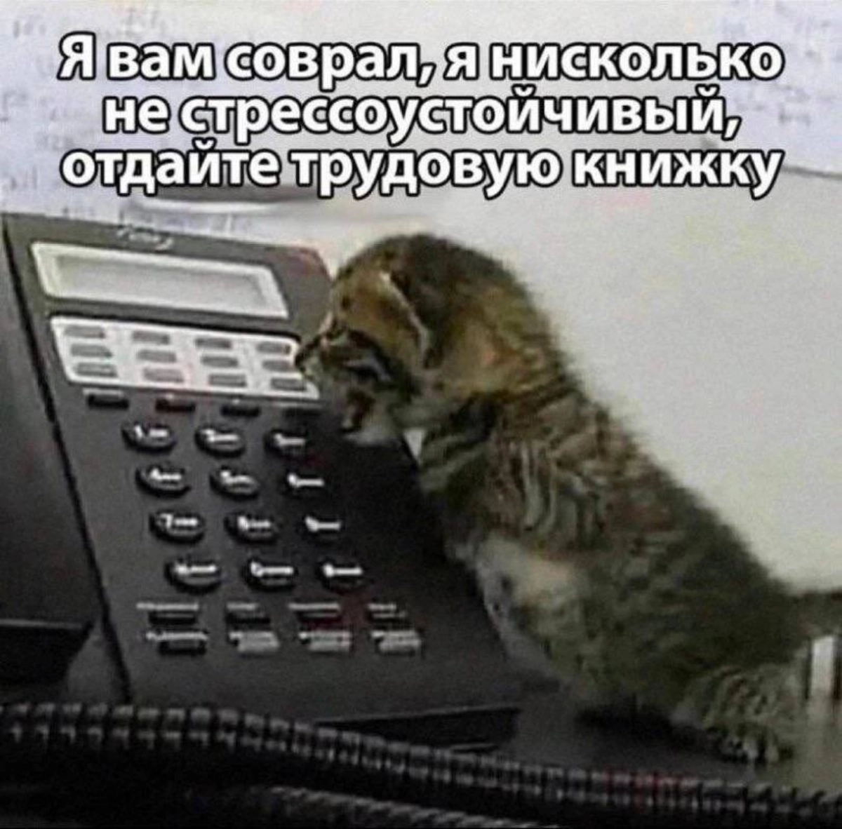 Мем #10 | Сетка — новая социальная сеть от hh.ru