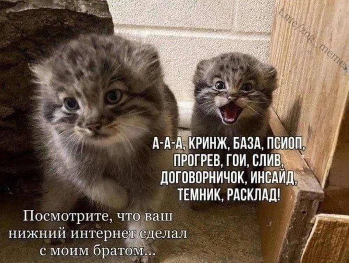 Программисты позволяют себе слишком много | Сетка — новая социальная сеть от hh.ru