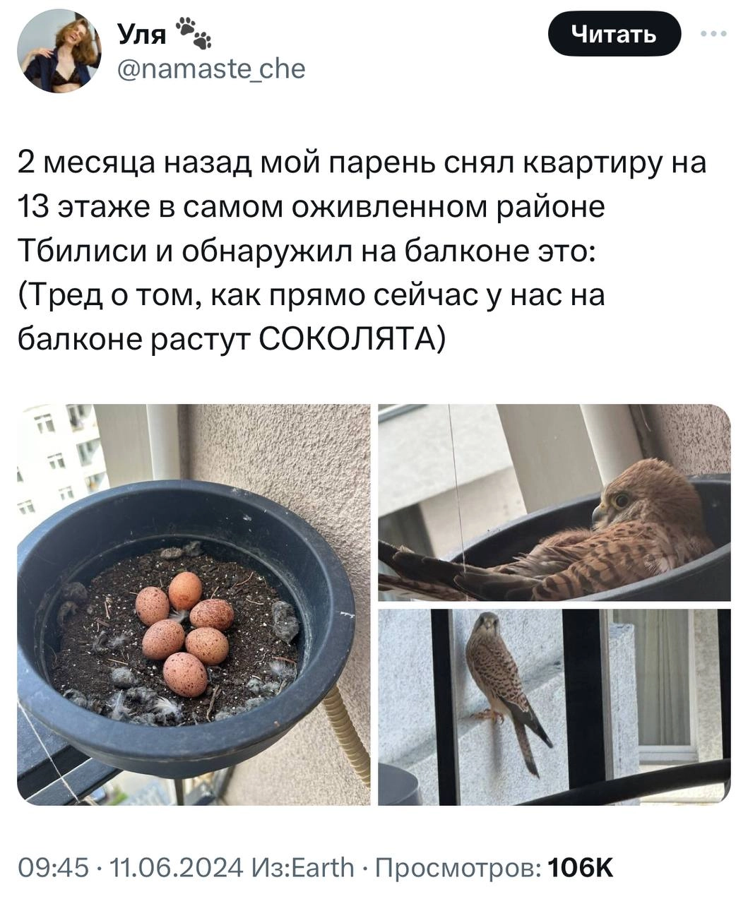 У девушки на балконе выросли соколята. Она написала тред о том, с чего это все начиналось и чем закончилось.
Молодая пара 1.5 месяца отслеживала, как развиваются птенцы | Сетка — новая социальная сеть от hh.ru