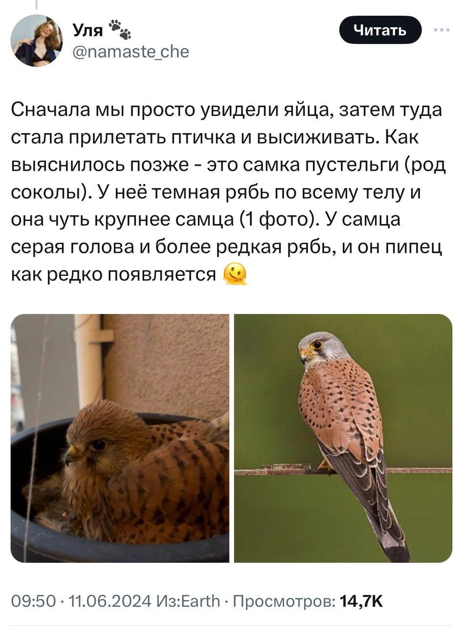 У девушки на балконе выросли соколята. Она написала тред о том, с чего это все начиналось и чем закончилось.
Молодая пара 1.5 месяца отслеживала, как развиваются птенцы | Сетка — новая социальная сеть от hh.ru