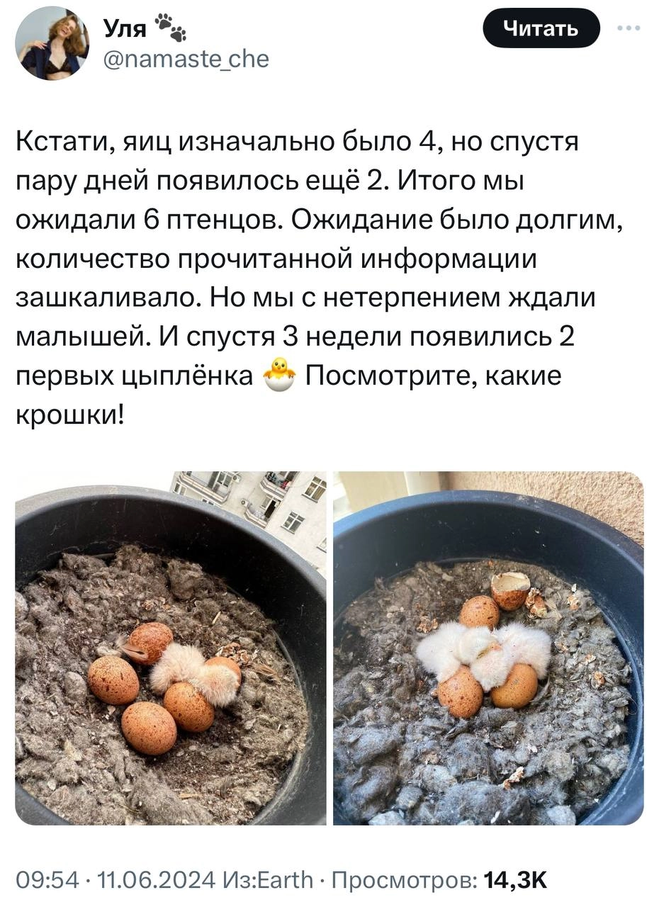 У девушки на балконе выросли соколята. Она написала тред о том, с чего это все начиналось и чем закончилось.
Молодая пара 1.5 месяца отслеживала, как развиваются птенцы | Сетка — новая социальная сеть от hh.ru