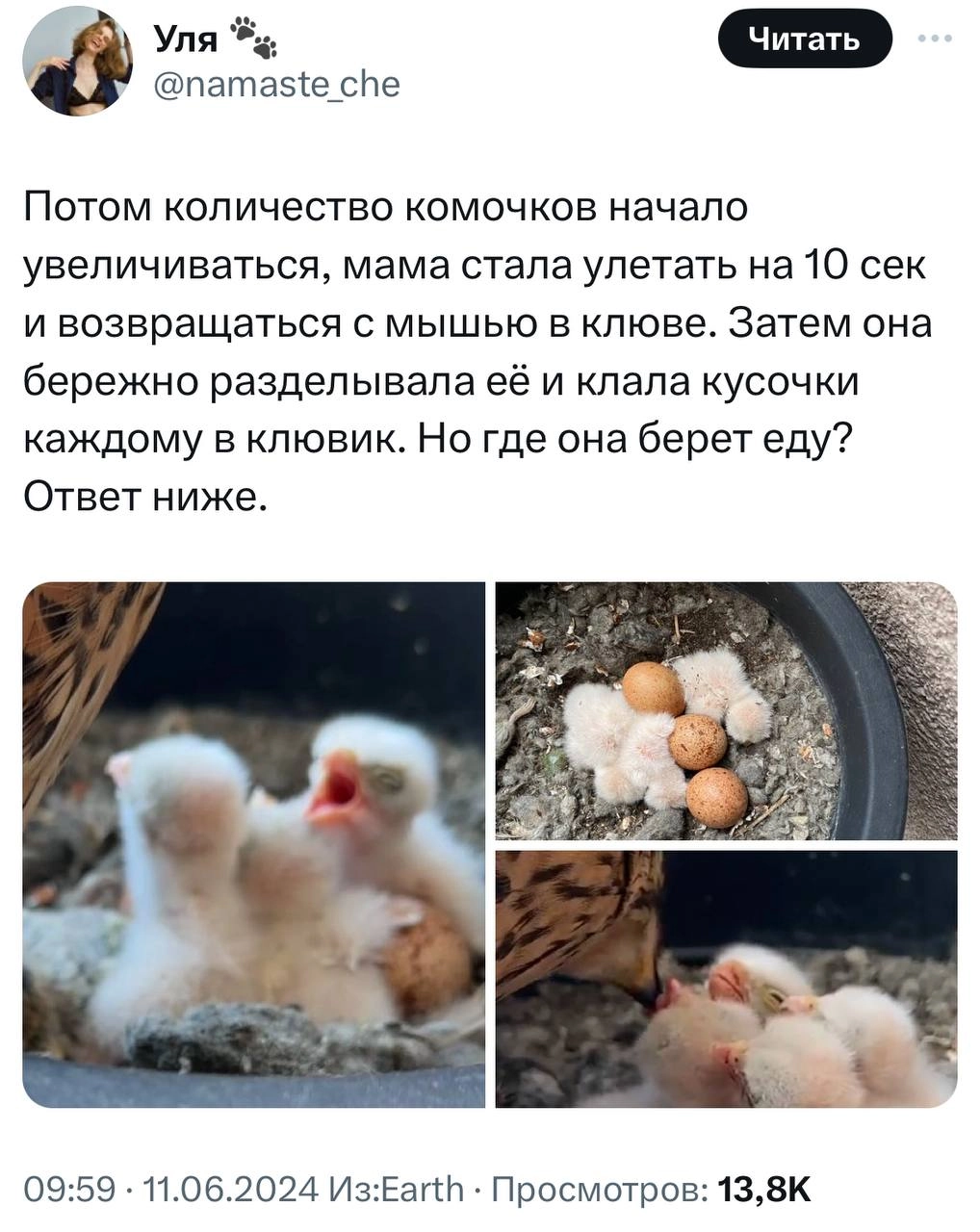 У девушки на балконе выросли соколята. Она написала тред о том, с чего это все начиналось и чем закончилось.
Молодая пара 1.5 месяца отслеживала, как развиваются птенцы | Сетка — новая социальная сеть от hh.ru