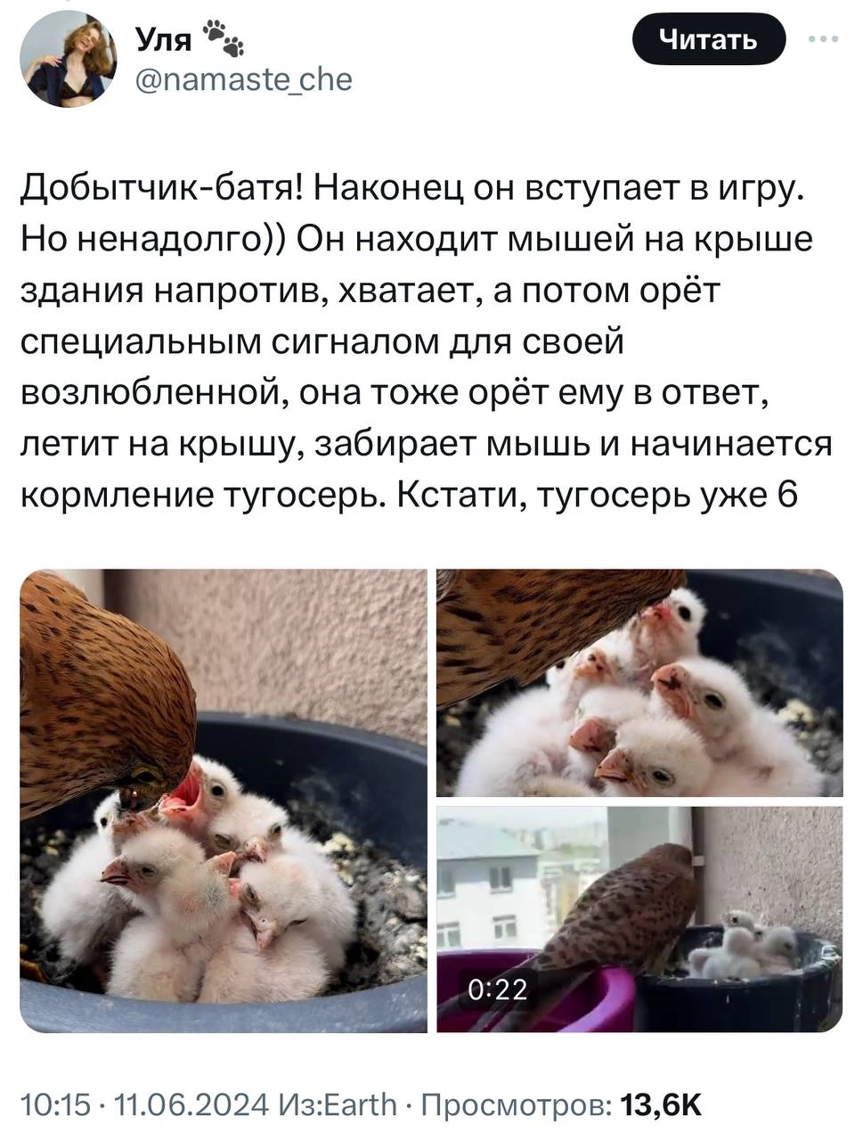 У девушки на балконе выросли соколята. Она написала тред о том, с чего это все начиналось и чем закончилось.
Молодая пара 1.5 месяца отслеживала, как развиваются птенцы | Сетка — новая социальная сеть от hh.ru