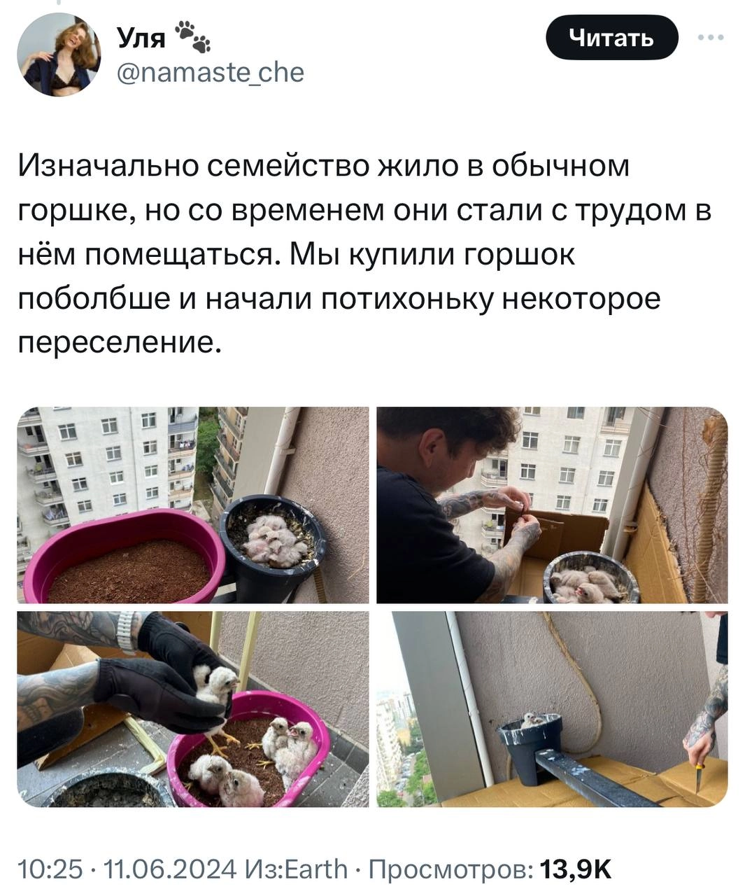 У девушки на балконе выросли соколята. Она написала тред о том, с чего это все начиналось и чем закончилось.
Молодая пара 1.5 месяца отслеживала, как развиваются птенцы | Сетка — новая социальная сеть от hh.ru
