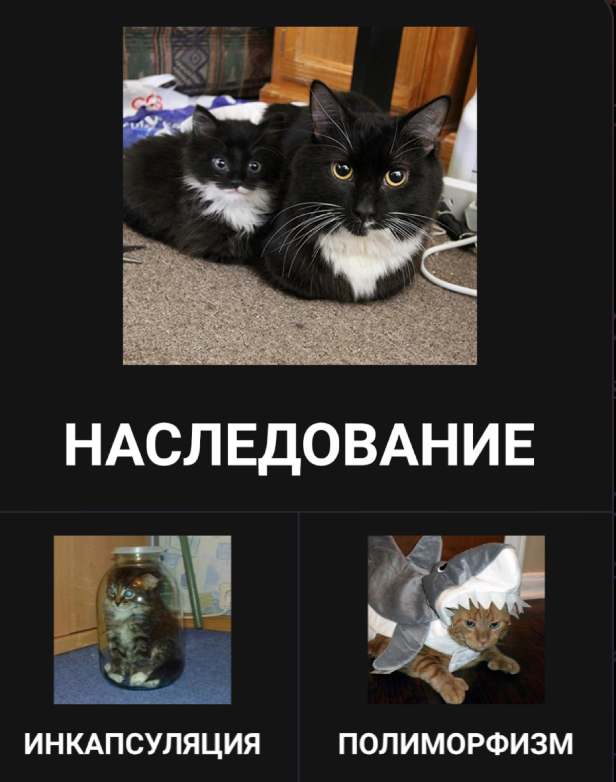 ООП на примере котиков | Сетка — новая социальная сеть от hh.ru