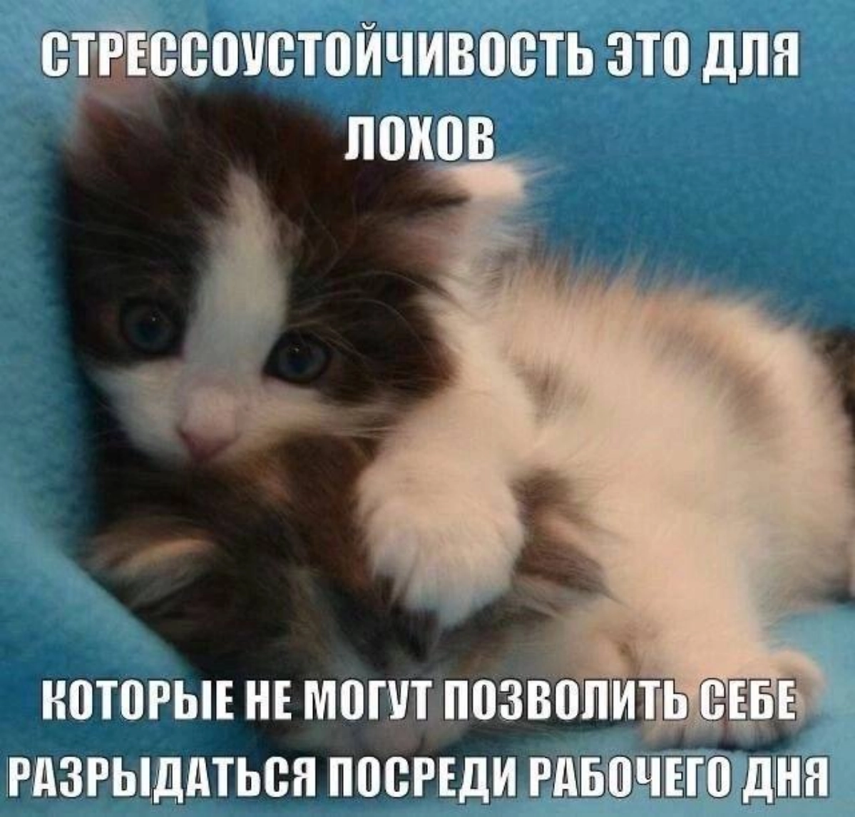 Мем #20 | Сетка — новая социальная сеть от hh.ru