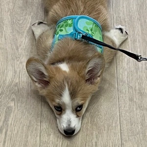 channel avatar