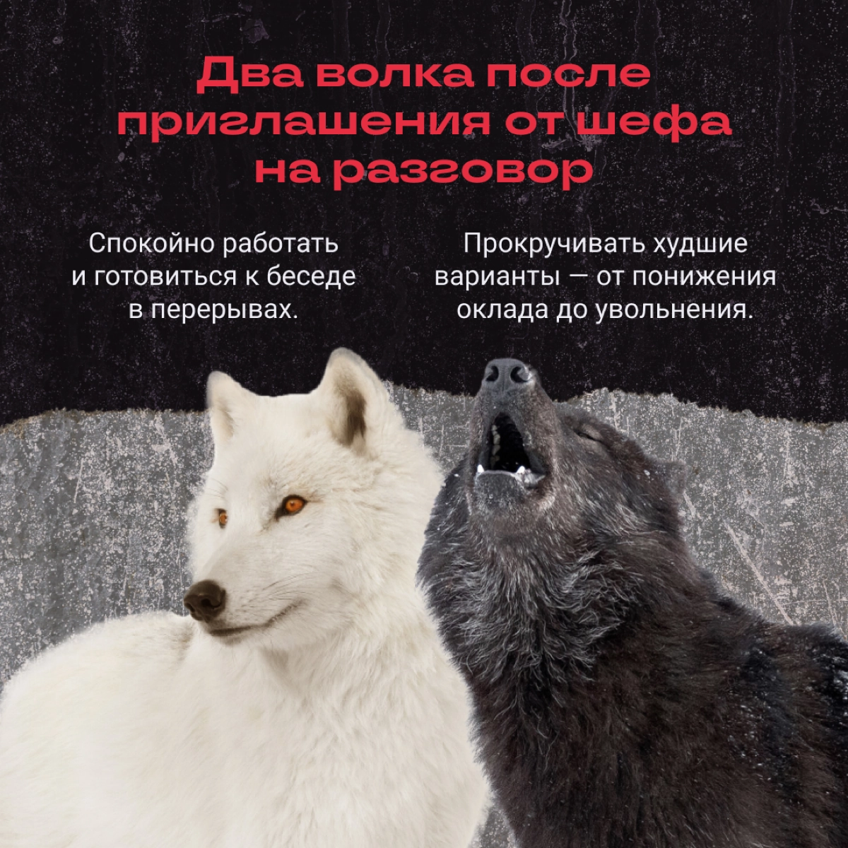 В нас борются два волка: вот же они, на экране!
Узнали своих в подборке? | Сетка — новая социальная сеть от hh.ru