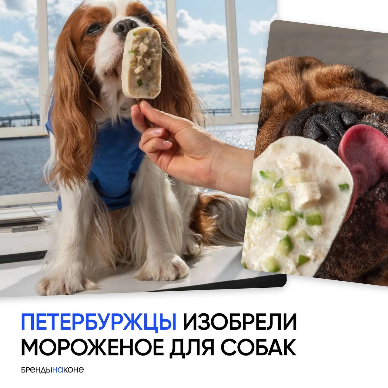 Один питерский бренд изобрел мороженое для собак. На выбор есть пять вкусов: рыба, утка, кролик, индейка и говядина. Даже палочка съедобная! 
Эх, Инмарко, упустили вы возможность первыми расширить ЦА. | Сетка — новая социальная сеть от hh.ru