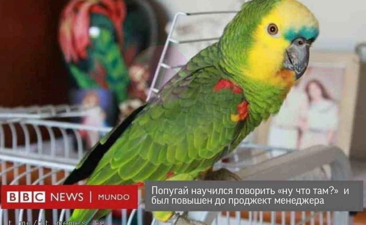 Вот такой ответ я получила на вопрос: «Как думаете, заменит ли ИИ топ-менеджмент через 5 лет»
Заменит ли? | Сетка — социальная сеть от hh.ru