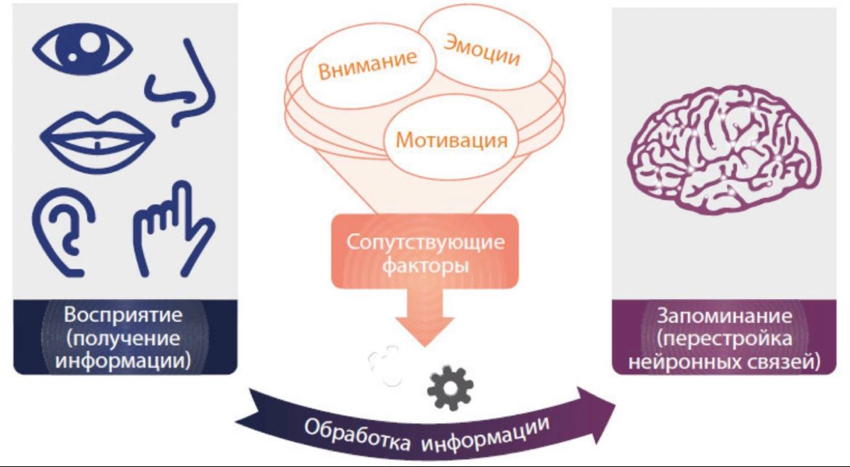 Основные концепции усвоения и обработки информации мозгом 
#theory | Сетка — новая социальная сеть от hh.ru