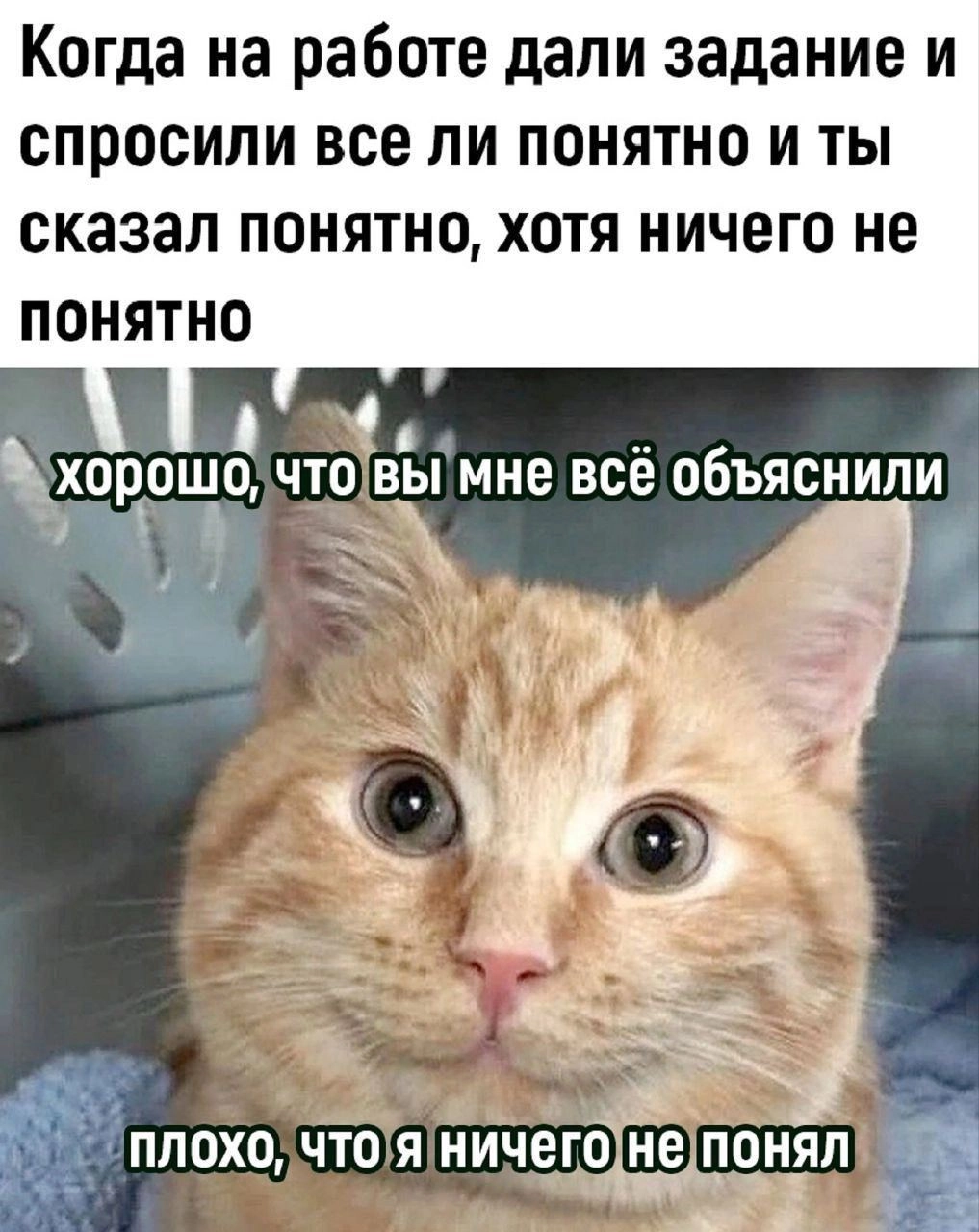 Сегодня пятница, а это значит пора обмениваться мемами! На прошлой неделе были самые популярные мемы от Екатерины он👆
Спасибо за активность!)
Публикуй мемы в комментариях и голосуй за другие любой реа... | Сетка — новая социальная сеть от hh.ru