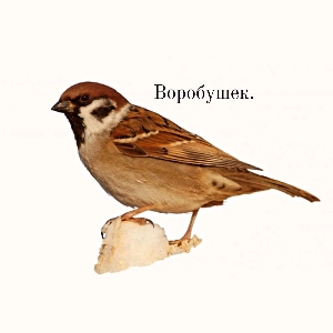 community avatar