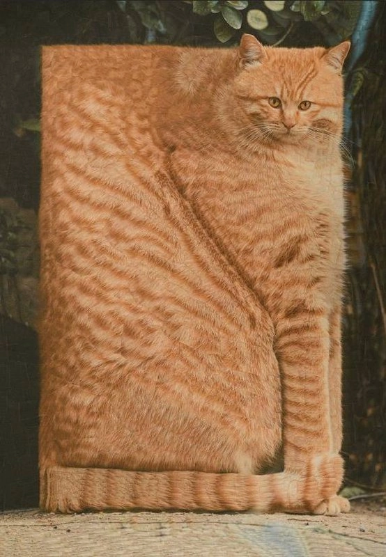 Утречка, #котизаи  🤗
👩‍🎨 loladupre #сюр #art #вдохновение #inspiration #art #cat #котики | Сетка — новая социальная сеть от hh.ru