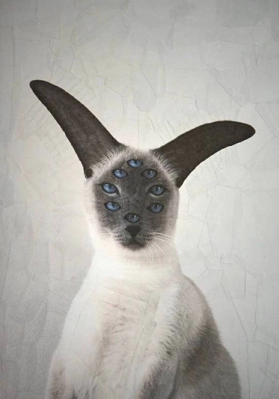 Утречка, #котизаи  🤗
👩‍🎨 loladupre #сюр #art #вдохновение #inspiration #art #cat #котики | Сетка — новая социальная сеть от hh.ru