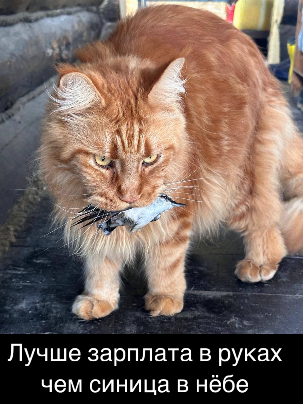 Сетка — новая социальная сеть от hh.ru