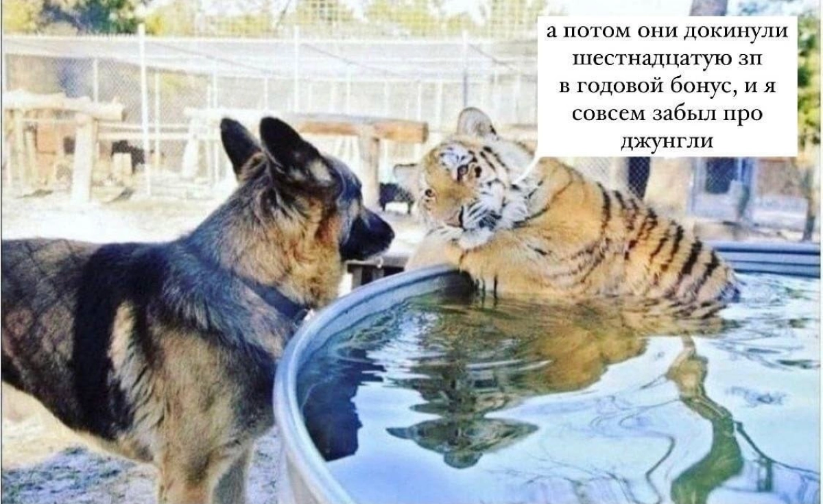 Сетка — социальная сеть от hh.ru