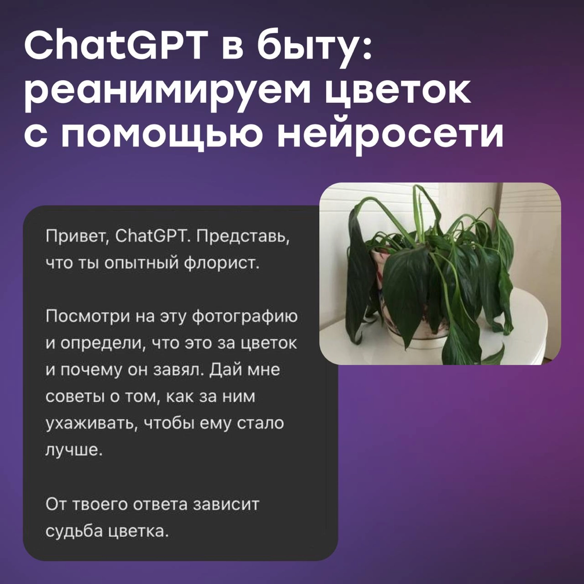 ChatGPT в быту: реанимируем цветок | Сетка — новая социальная сеть от hh.ru