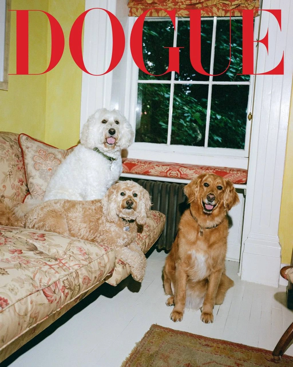 Классный special от VOGUE. Они решили не ограничиваться людьми и взяли в модели собак. Это специальный выпуск они назвали DOGUE. 
Собаки, ясное дело звездные | Сетка — новая социальная сеть от hh.ru