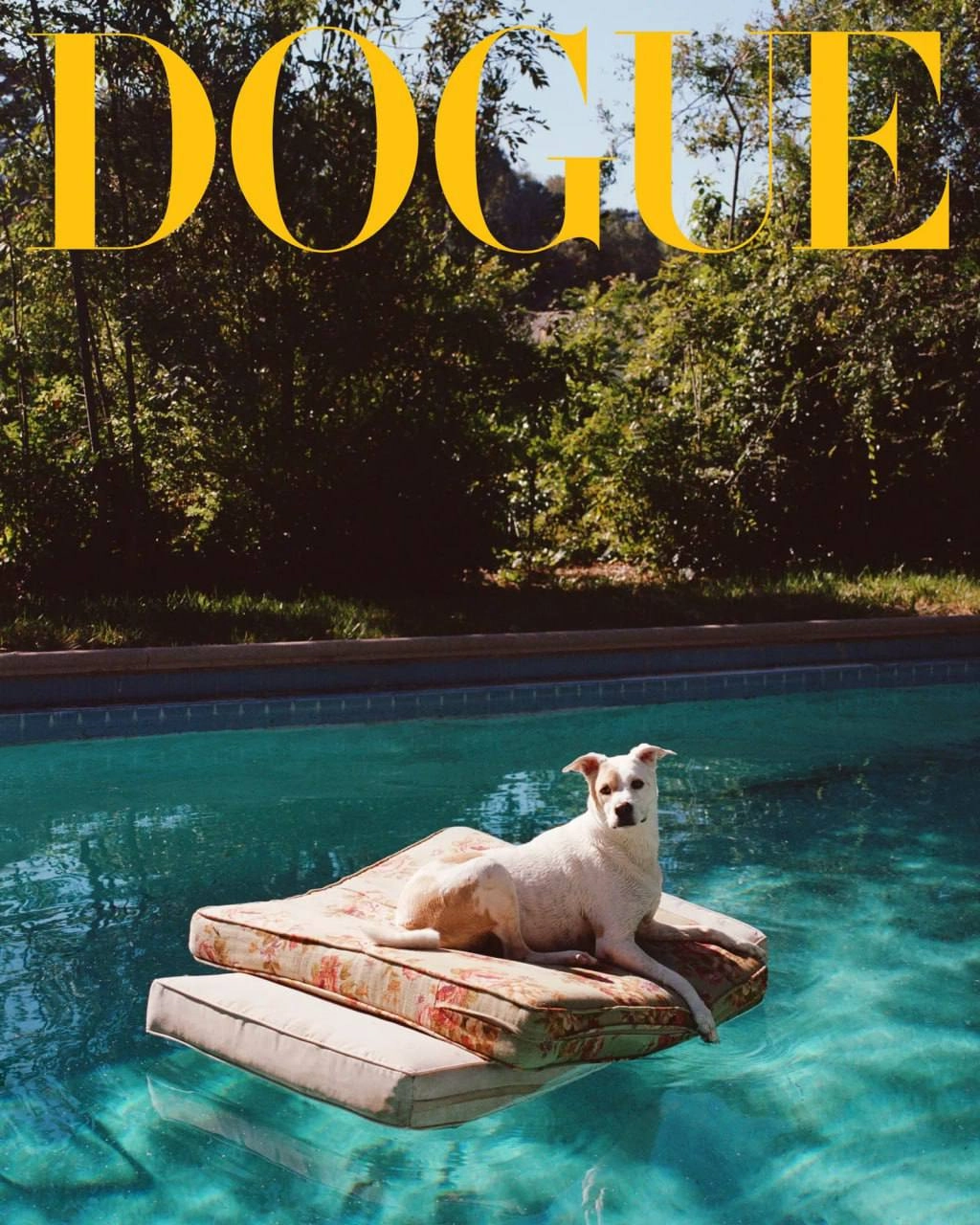 Классный special от VOGUE. Они решили не ограничиваться людьми и взяли в модели собак. Это специальный выпуск они назвали DOGUE. 
Собаки, ясное дело звездные | Сетка — новая социальная сеть от hh.ru