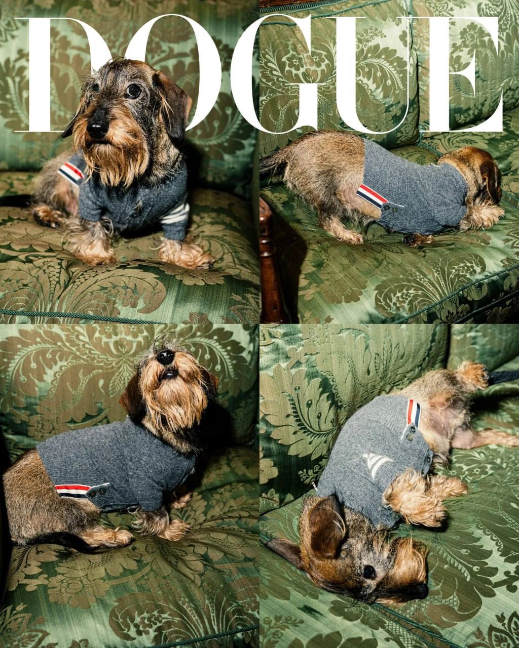Классный special от VOGUE. Они решили не ограничиваться людьми и взяли в модели собак. Это специальный выпуск они назвали DOGUE. 
Собаки, ясное дело звездные | Сетка — новая социальная сеть от hh.ru