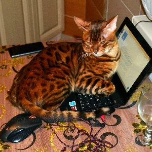 channel avatar