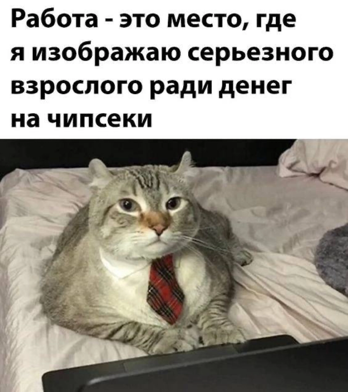 #пятчничное | Сетка — новая социальная сеть от hh.ru