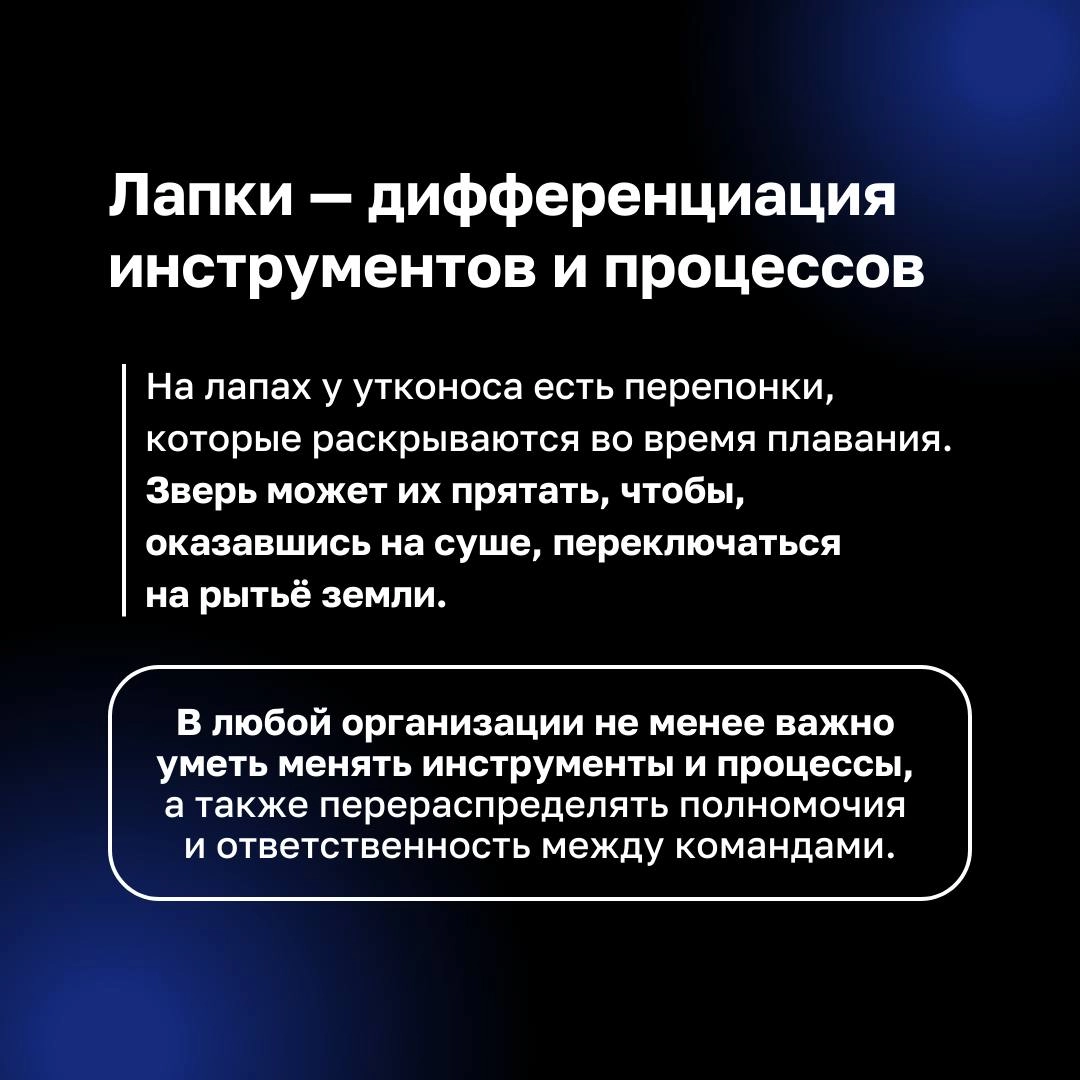 ❓ Как связаны утконосы и бизнес ❓
Этот уникальный зверек, сочетающий в себе черты разных животных, прекрасно адаптирован к изменениям и новым условиям | Сетка — новая социальная сеть от hh.ru