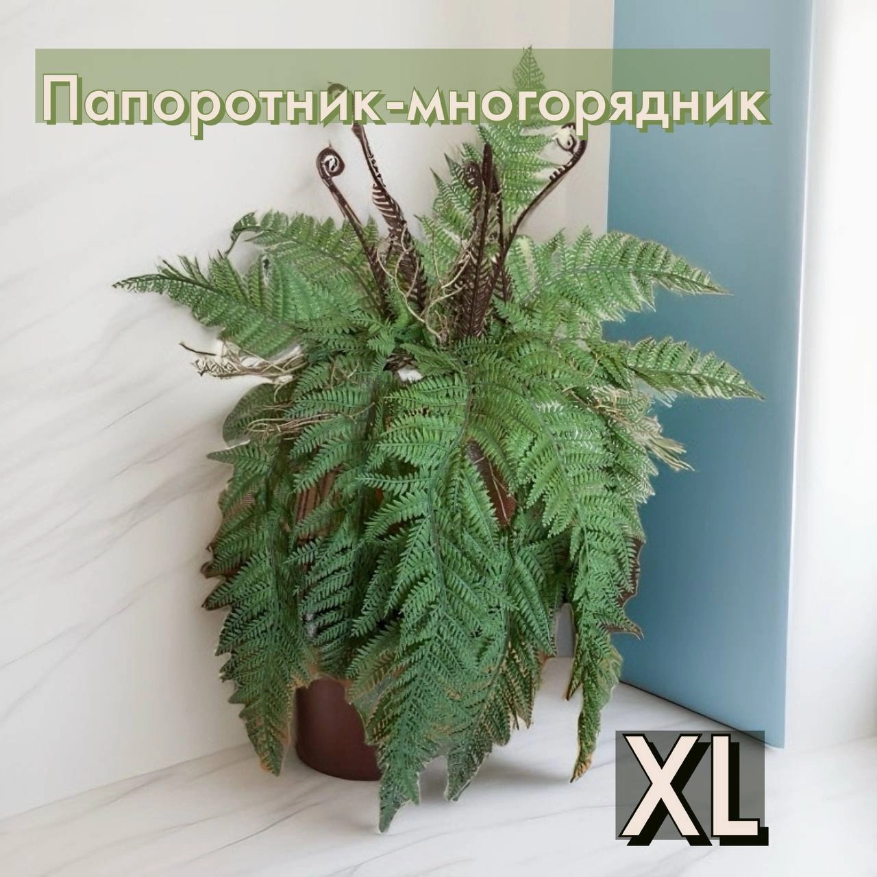 Папоротник Многорядник 60 см.
Большая розетка папоротника
Преобразите свое пространство с этим красивым искусственным папоротником | Сетка — новая социальная сеть от hh.ru