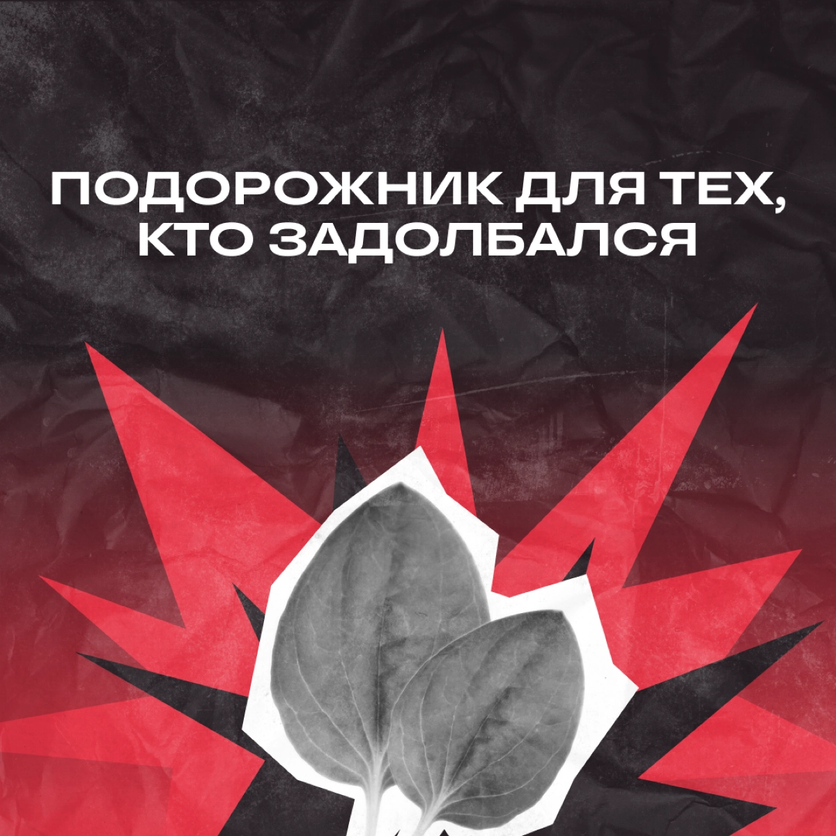 Пост для тех, кому срочно нужно приложить подорожник к проблемам. Выбирайте свой 🙈 | Сетка — новая социальная сеть от hh.ru