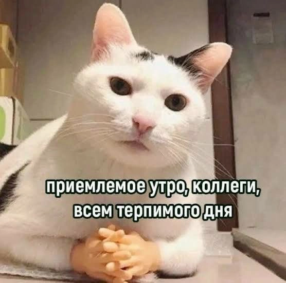 В этот понедельник только такое мемное пожелание🫶
#понедельничныймем | Сетка — новая социальная сеть от hh.ru