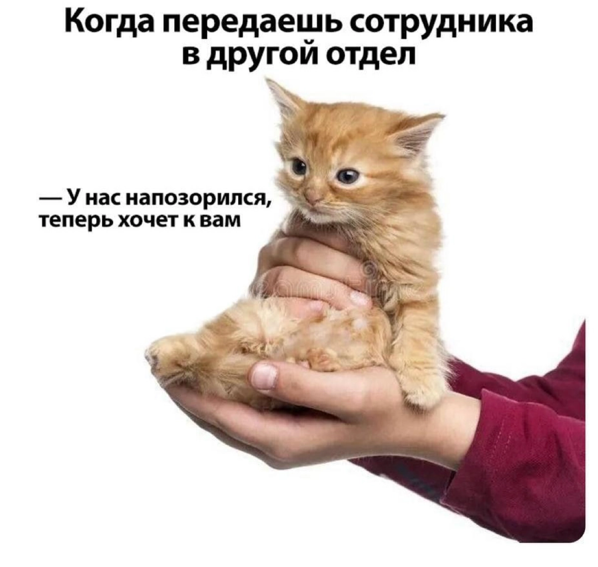 Коллеги, этот вопрос требует мема😁 Как относитесь к горизонтальному росту сотрудников и миграции между отделами? | Сетка — новая социальная сеть от hh.ru