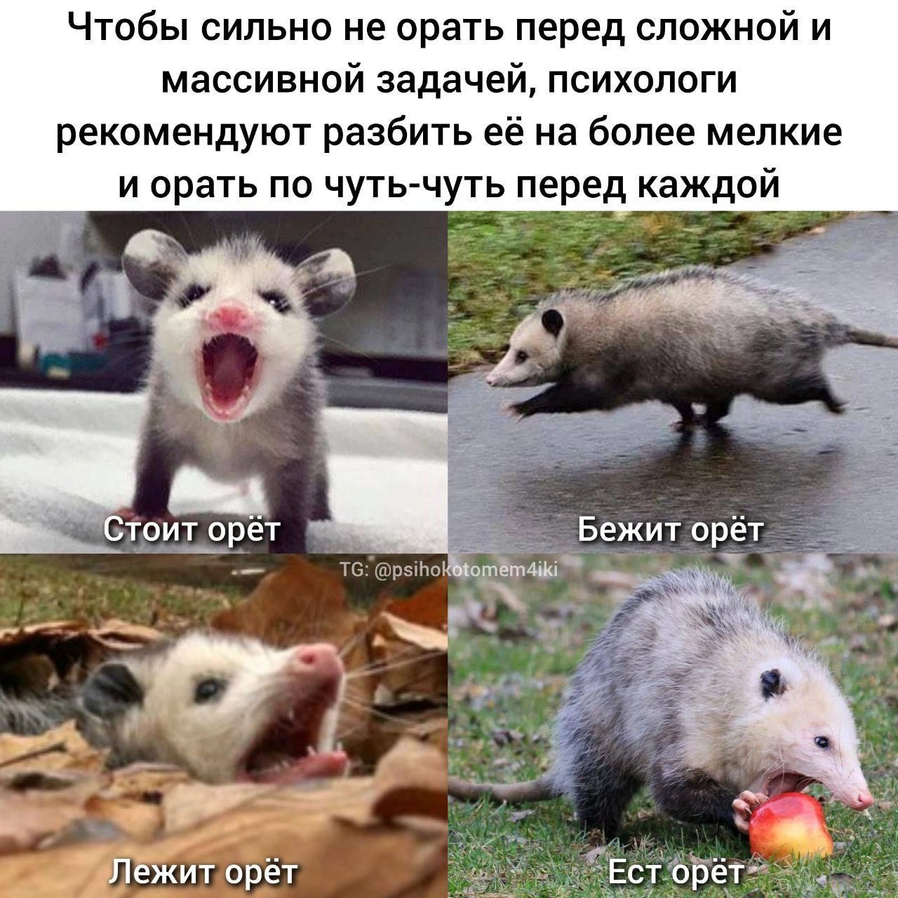 Сегодня пятница, а это значит пора обмениваться мемами! На прошлой неделе были самый популярный мем был от Валенсиага он👆
Спасибо за активность!)
Публикуй мемы в комментариях и голосуй за другие любой... | Сетка — новая социальная сеть от hh.ru