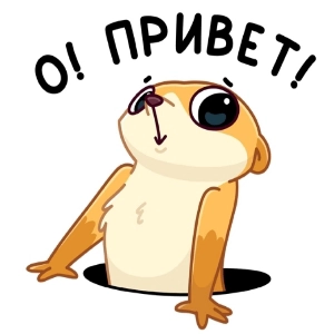 Рома Березов | Сетка — социальная сеть от hh.ru