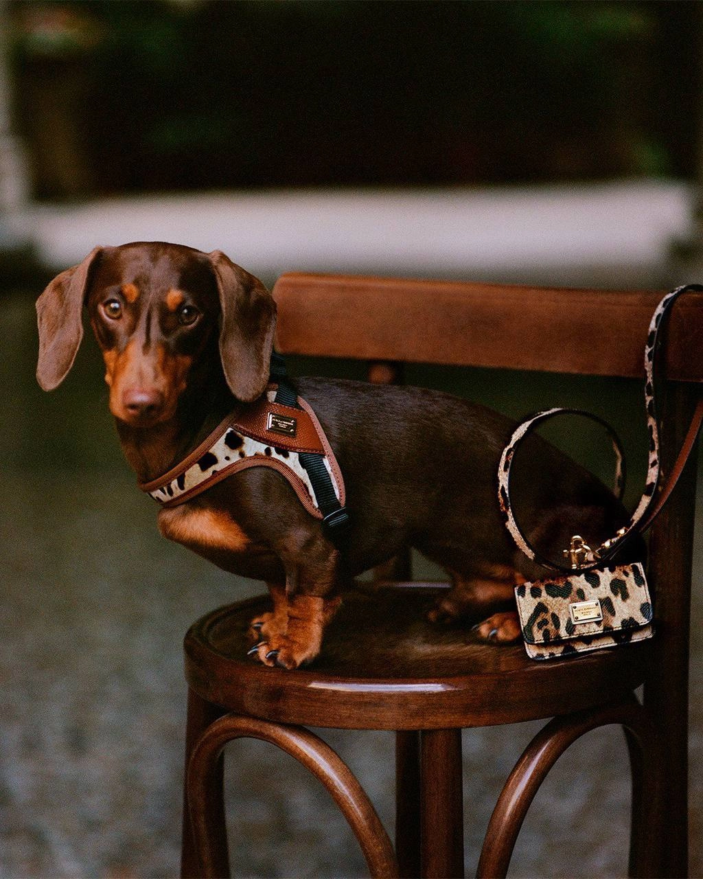 Ооо, Dolce Gabbana дропнули коллекцию для собак. Есть маленькие собачьи футболки, поводки, шлейки и сумки. 
Цены — космос: от 295 (30 800 рублей) до 3500 евро (365 тысяч). | Сетка — новая социальная сеть от hh.ru
