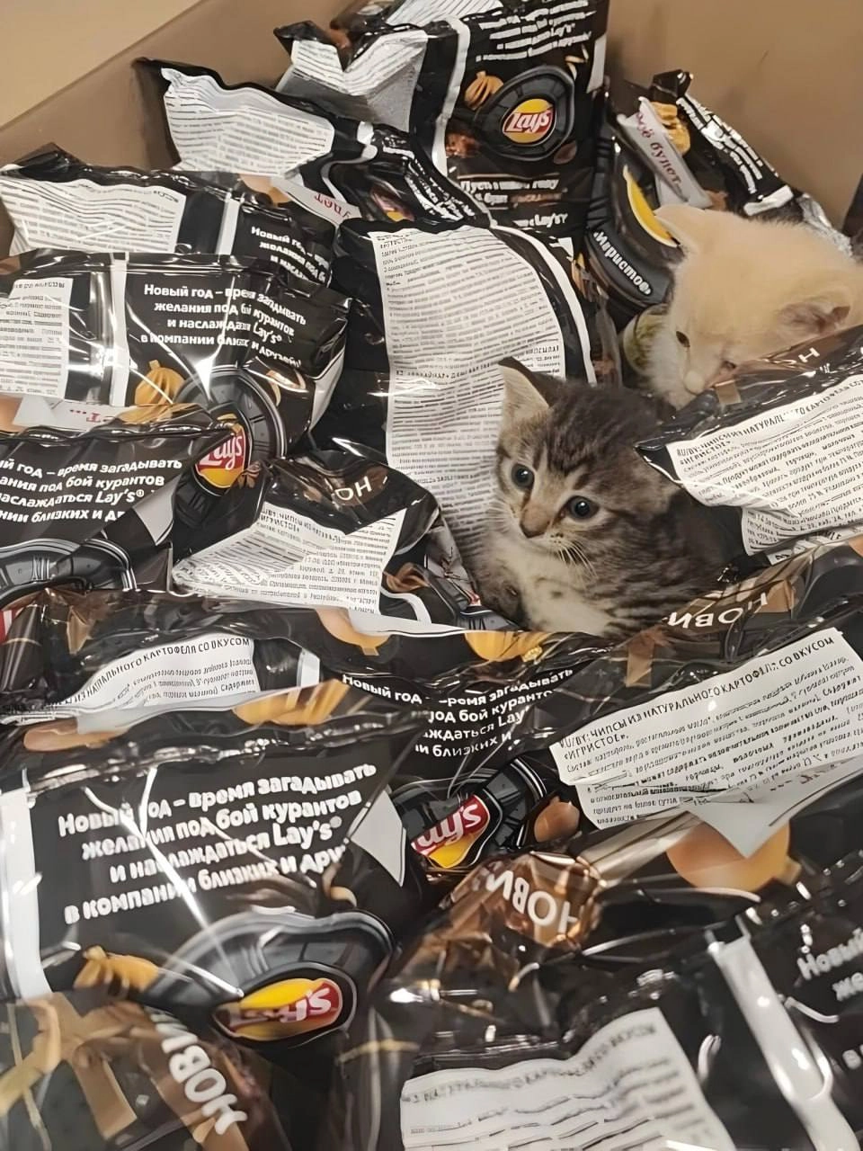 Три котёнка приехали в «Магнит» в огромной коробке с чипсами Lay's. Их привезли из распределительного центра в Петрозаводске, но сейчас каждому пушистому уже нашли хозяев | Сетка — новая социальная сеть от hh.ru