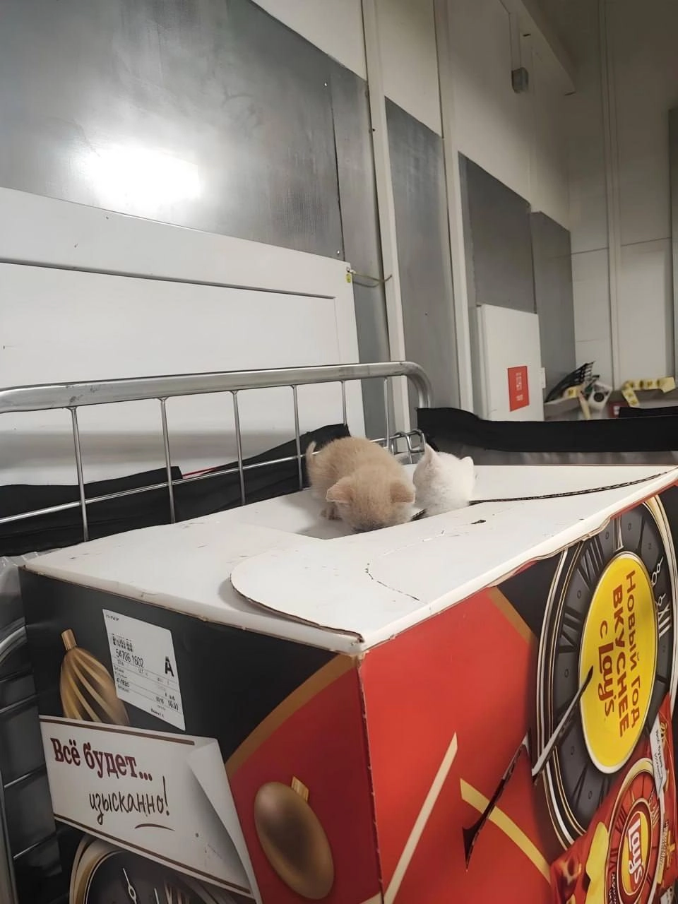 Три котёнка приехали в «Магнит» в огромной коробке с чипсами Lay's. Их привезли из распределительного центра в Петрозаводске, но сейчас каждому пушистому уже нашли хозяев | Сетка — новая социальная сеть от hh.ru