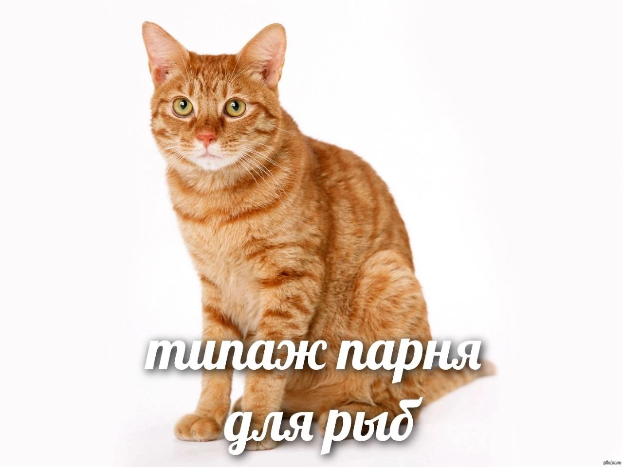 Сетка — новая социальная сеть от hh.ru