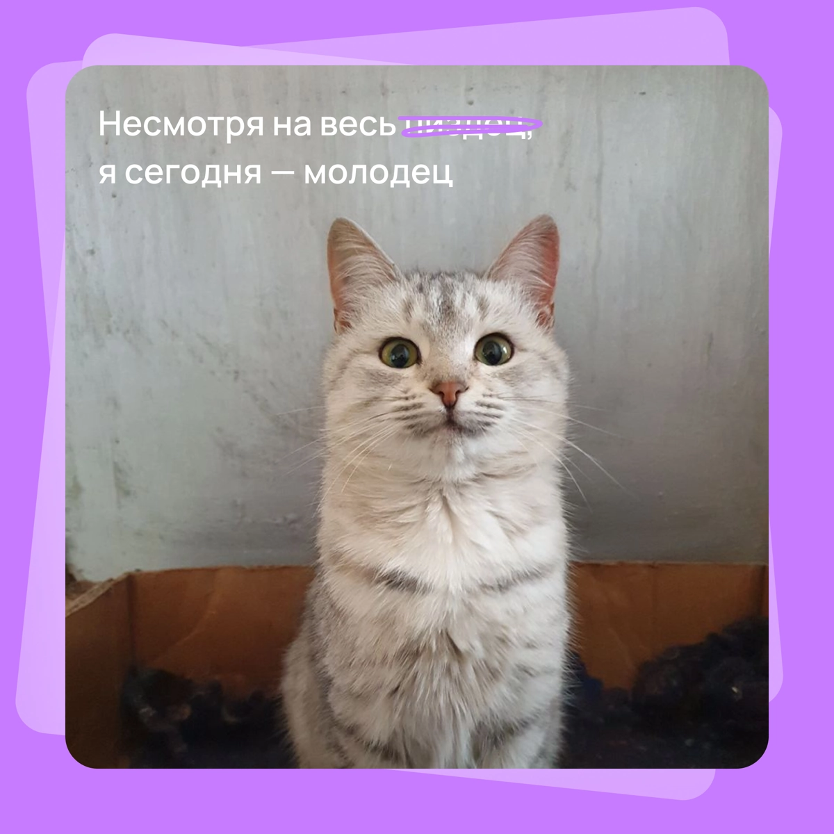 Мем-предсказание на сегодня | Сетка — новая социальная сеть от hh.ru