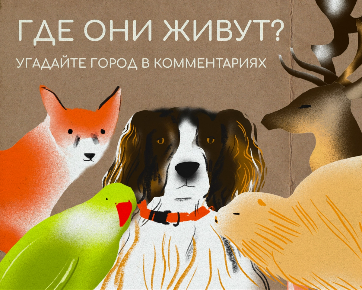Где живут лисица и попугай?  
Если выйти на улицу этого города, то знакомства с дикими и домашними питомцами не избежать | Сетка — новая социальная сеть от hh.ru