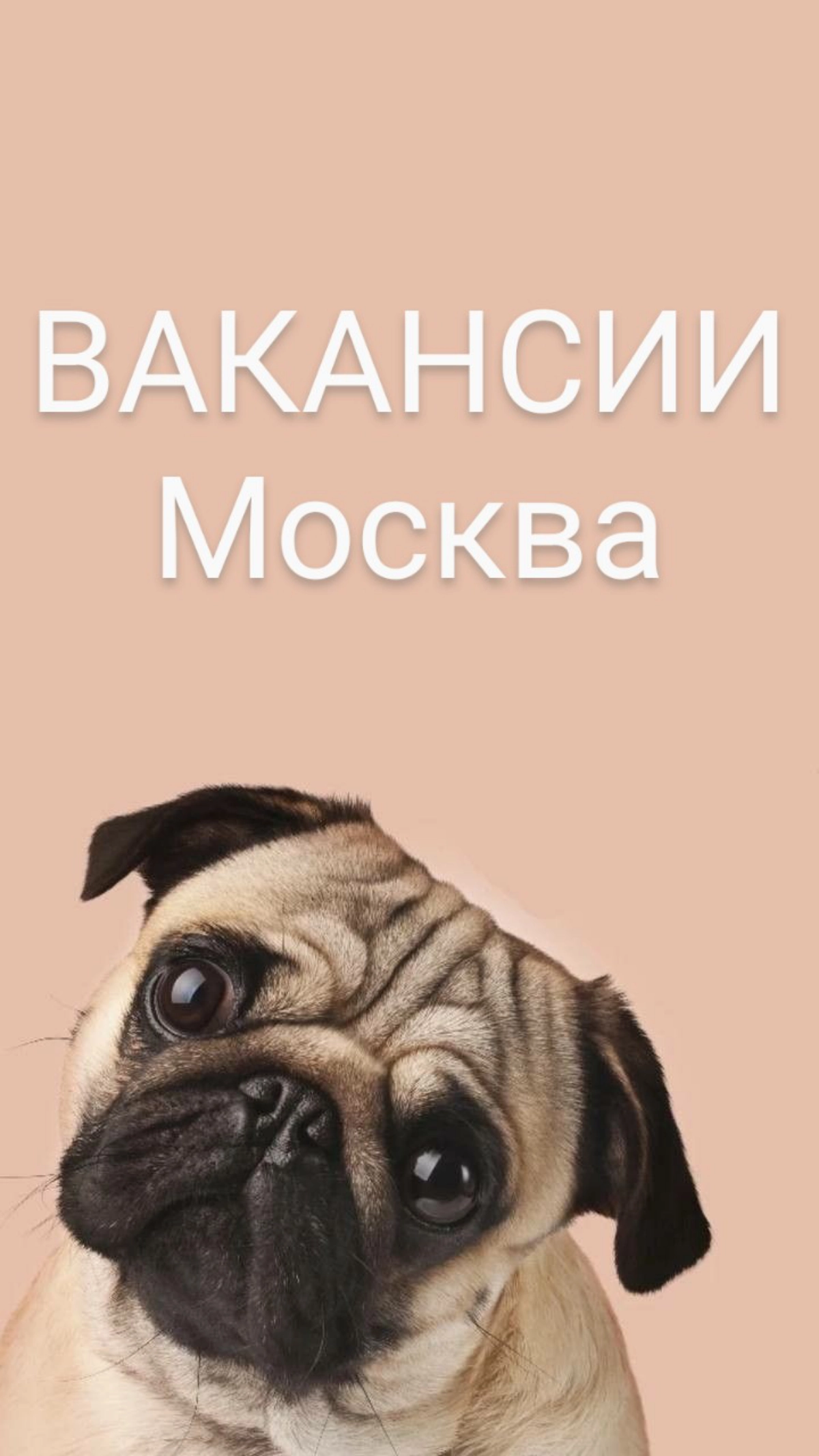 #ВАКАНСИИ  ДНЯ:  
-Директор по оценке и развитию нефтегазовых активов, Москва, от 1 млн руб  
-Коммерческий директор Холдинга «АлфиГрупп», Москва, от 800 т.р | Сетка — новая социальная сеть от hh.ru