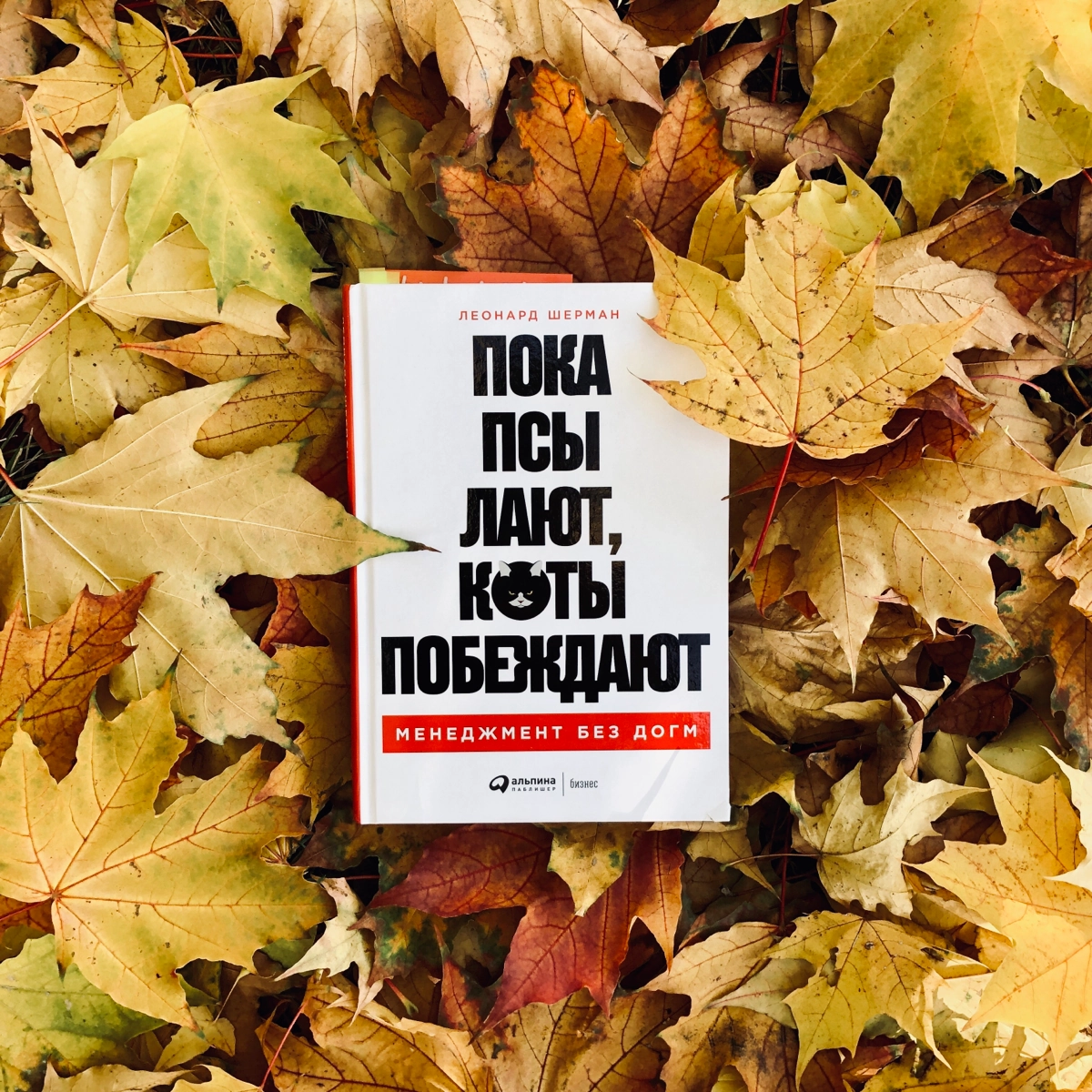 Леонард Шерман «Пока псы лают, коты побеждают» | Сетка — новая социальная сеть от hh.ru