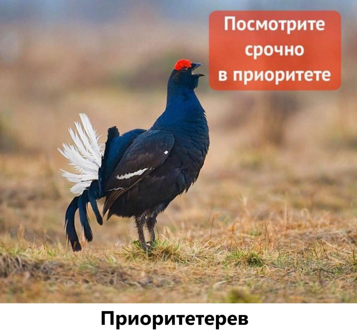 Вечерний #мем | Сетка — новая социальная сеть от hh.ru